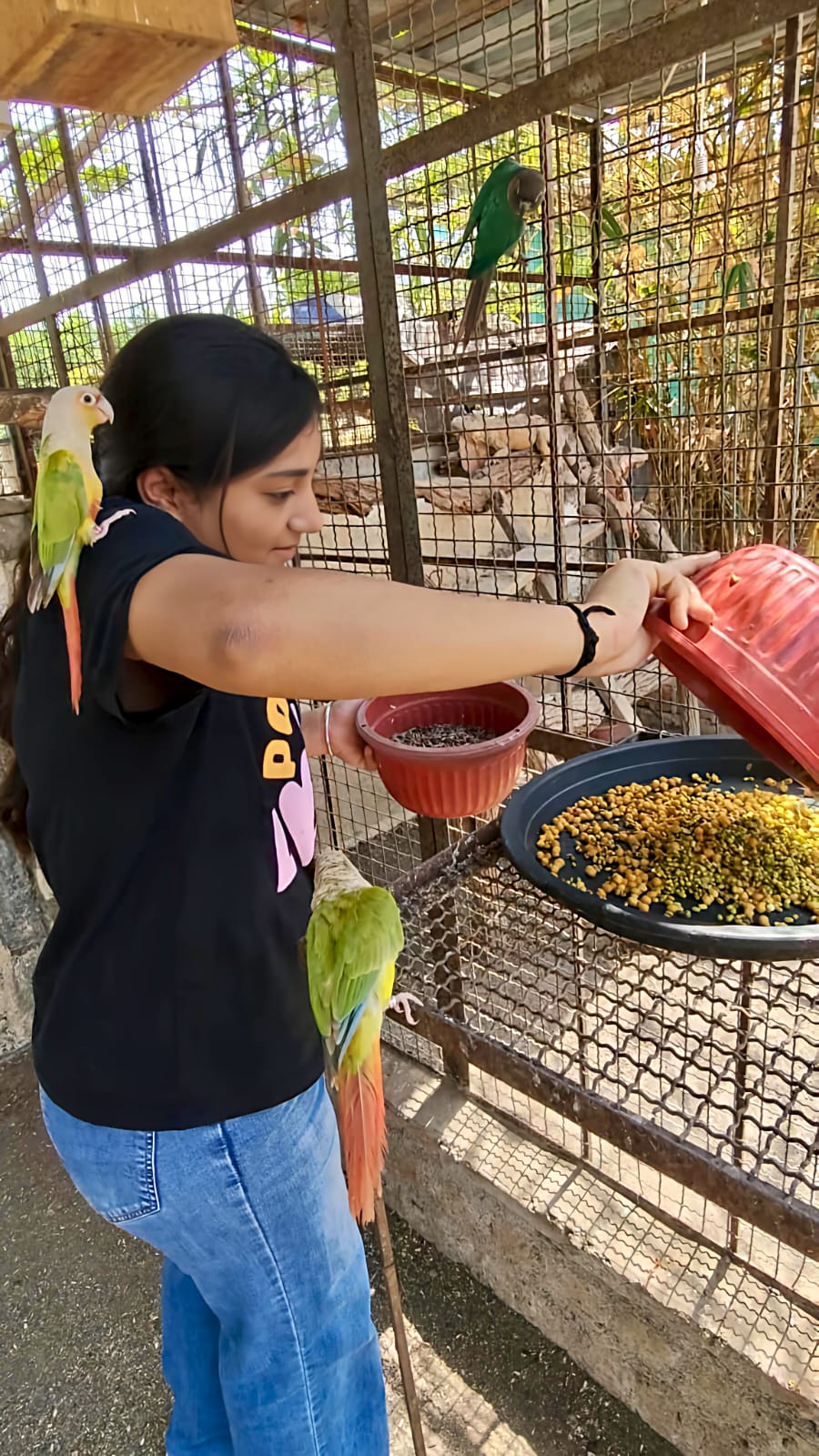 Naisha feeding parrots at an animal-care facility