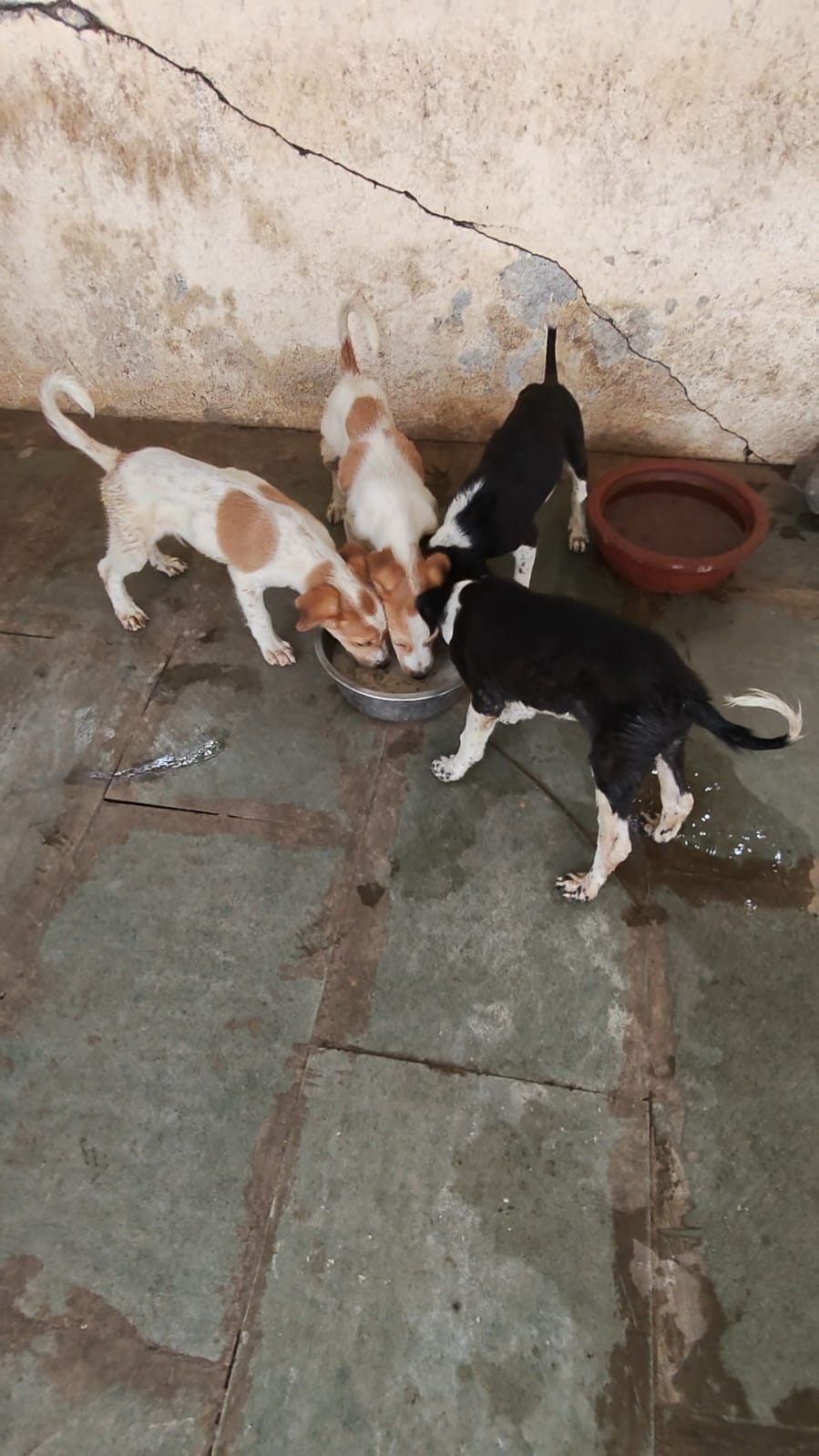 Four puppies sharing food from a bowl